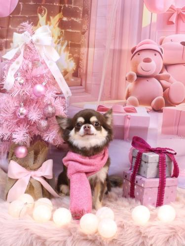 20241221くるみちゃん